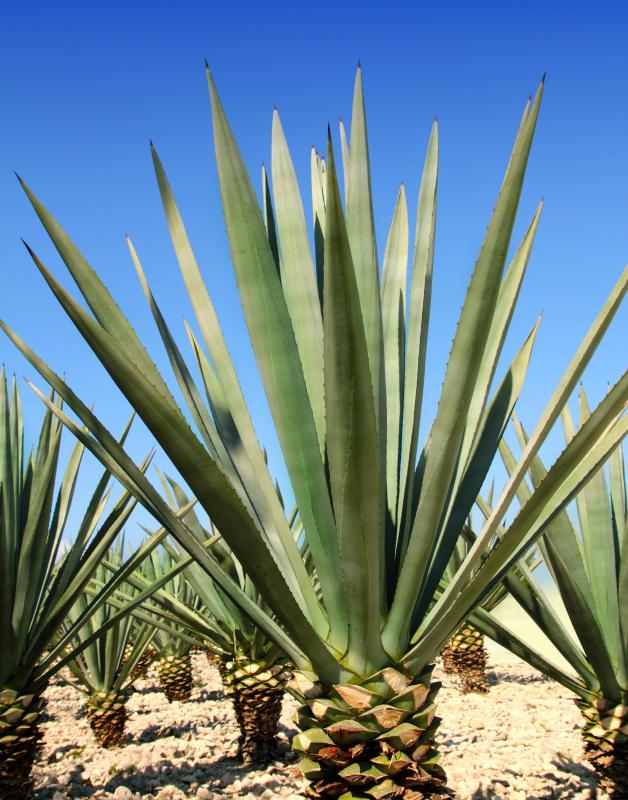 Tequila comes from the agave plant.