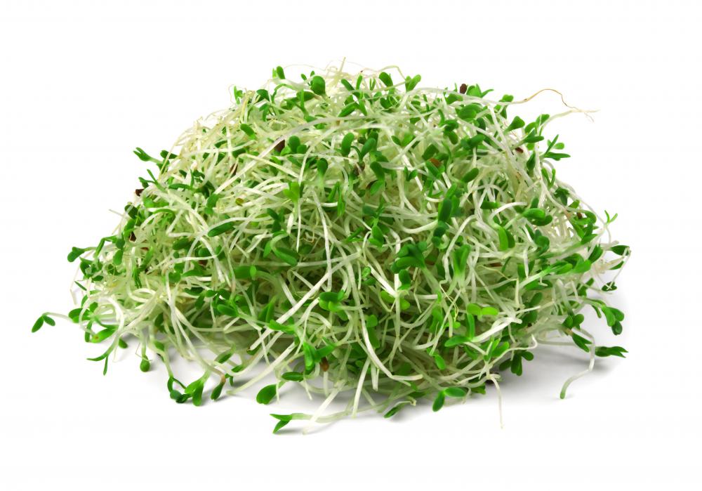 Alfalfa sprouts contain numerous nutrients.