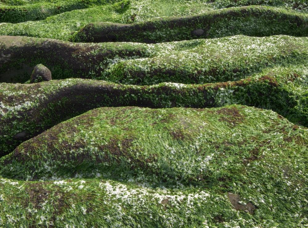 Some types of algae are farmed because of their probiotic characteristics.
