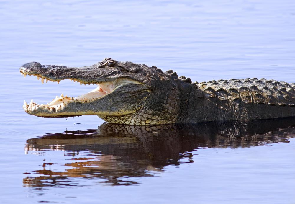 An alligator.