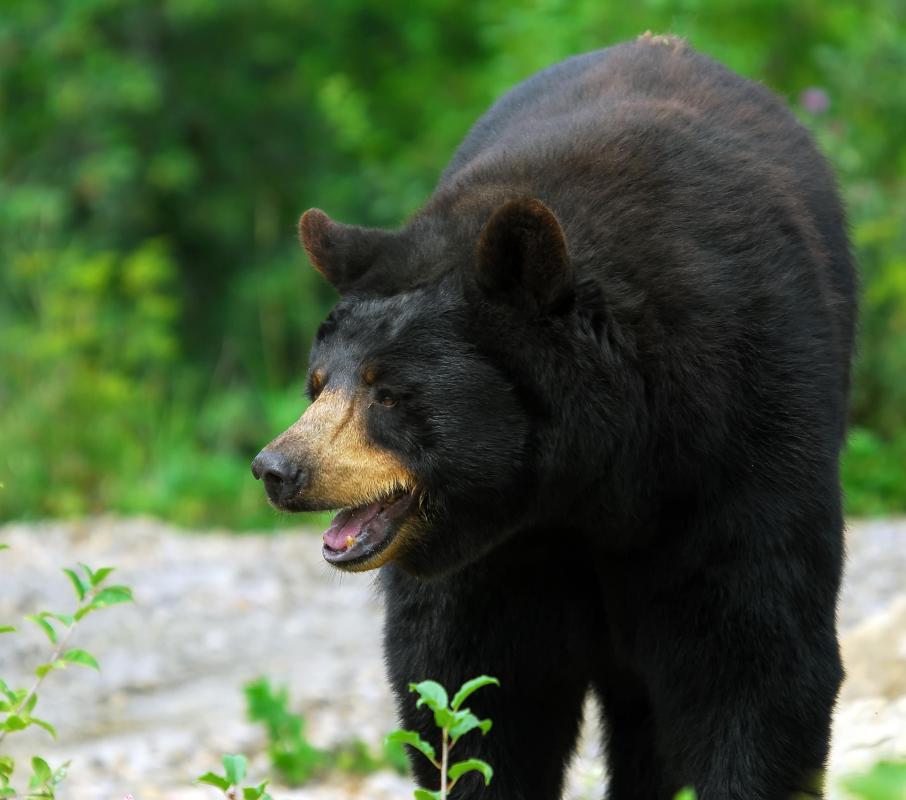Black bear can be served as steak, stew, roast and sausage.