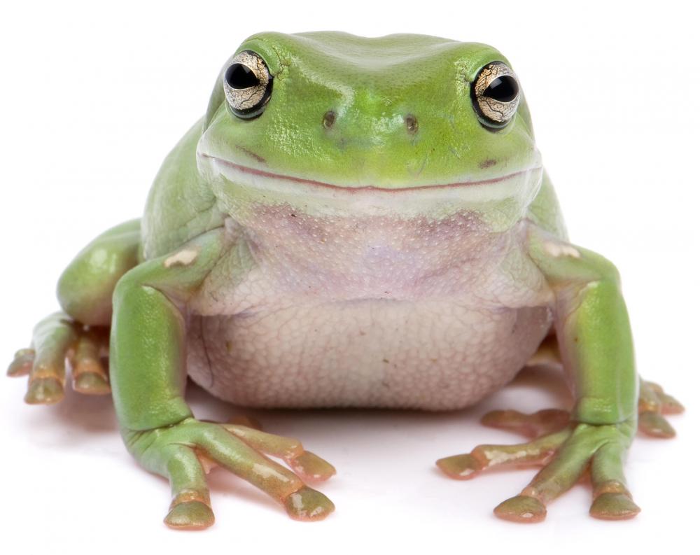 Parisienne sauce is often served with frog's legs.