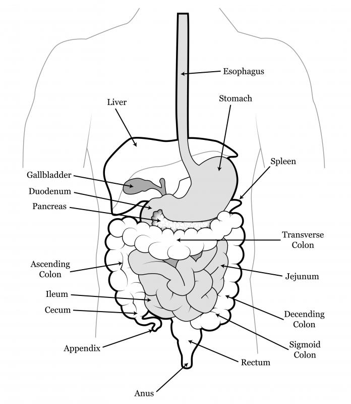 Gases such as sulfur may be released when bacteria in the gut process what's been eaten.