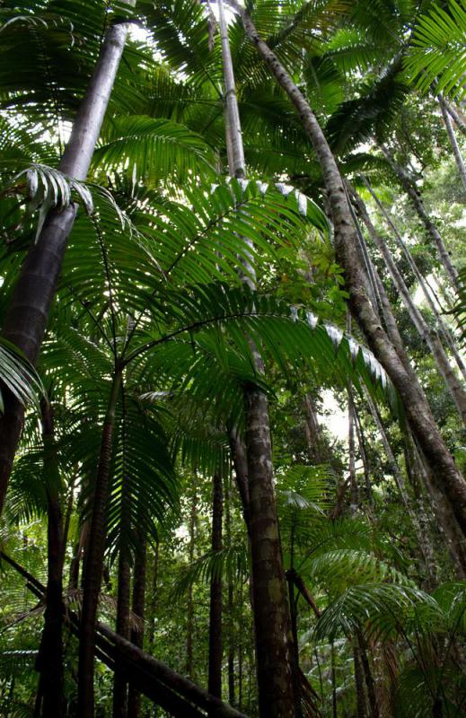 Many types of palm trees grow naturally in rain forests or areas that typically have tropical or subtropical climates.