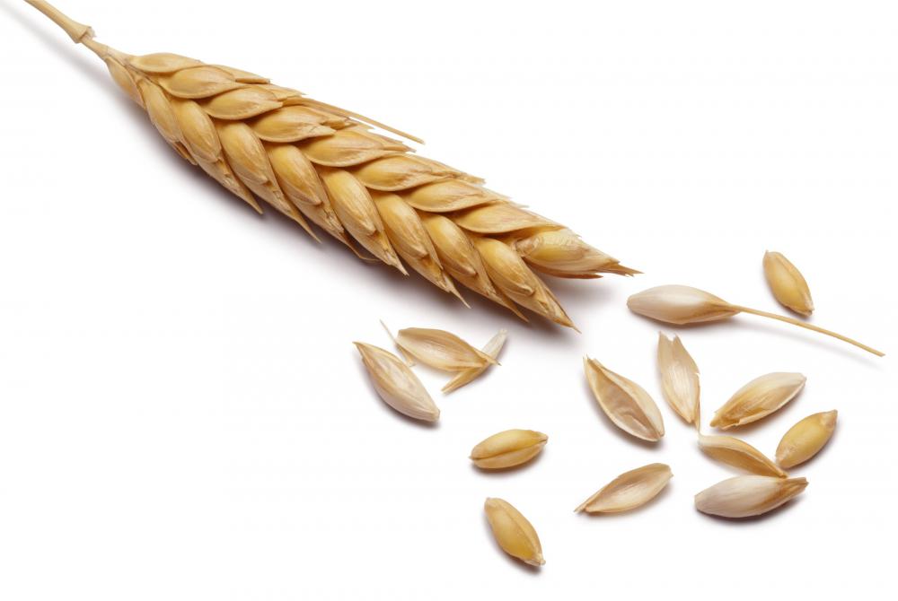 Barley, a type of grain.