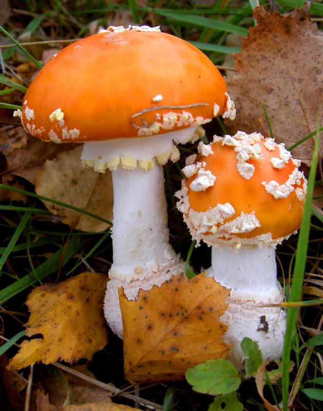 Many different kinds of mushrooms can form a fairy ring.