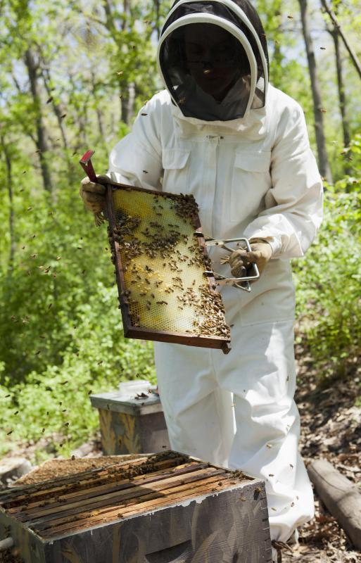 Beekeepers must clean the comb for tupelo honey when the tree is in bloom.