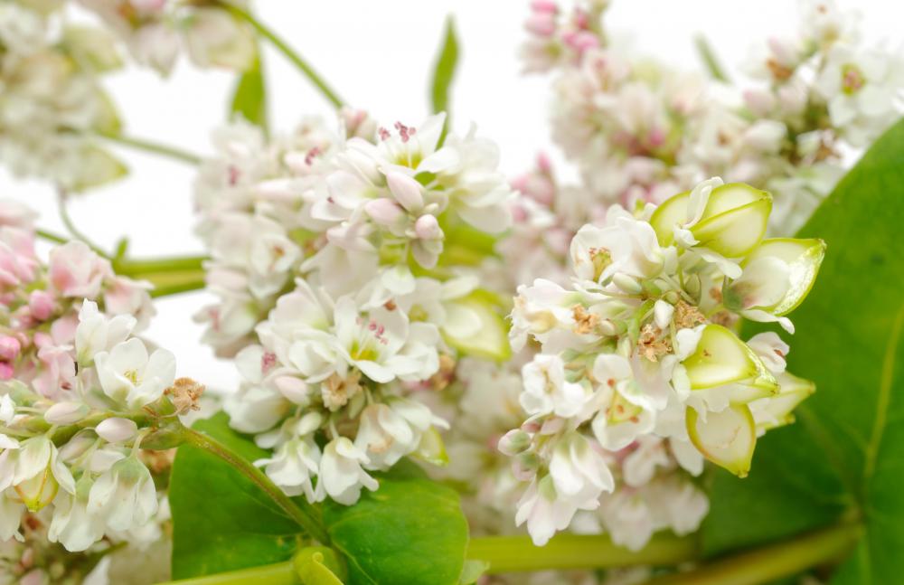 Buckwheat is one variant that can be used to make porridge.