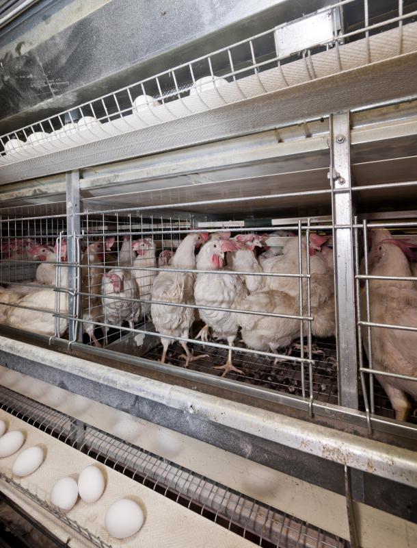 Conventionally produced eggs are made from chickens that are kept in cages and cannot stretch or move freely.