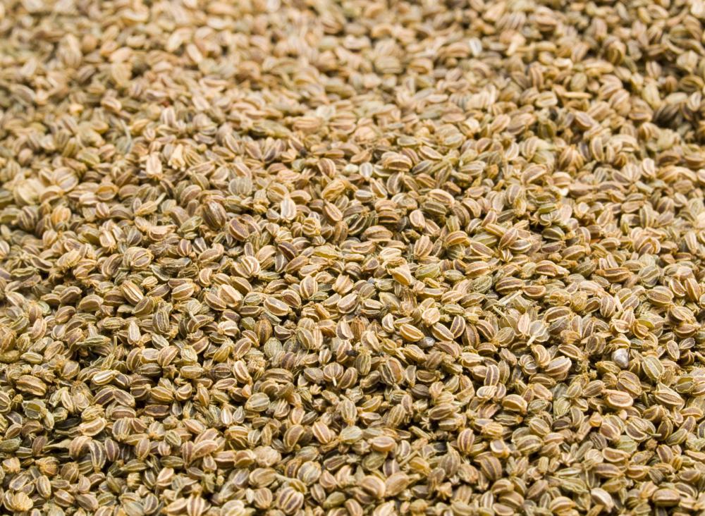 Seeds from the celery plant are used in a number of cooking recipes.