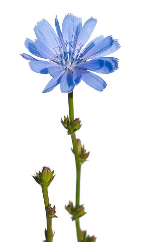 Chicory leaves can be used in salads.