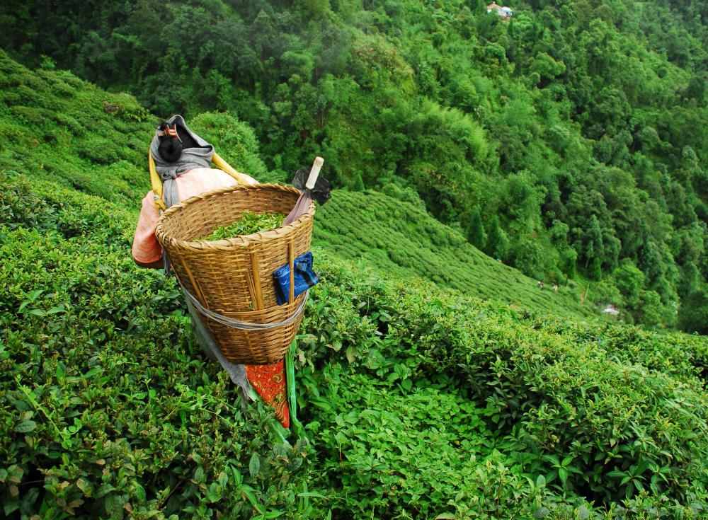 Assam tea is grown in India.