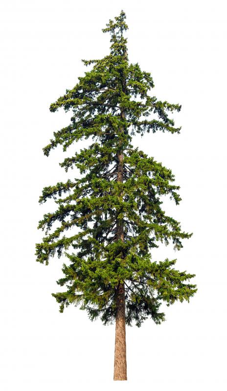 Matsutake grows among conifer trees.