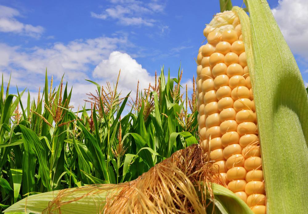 Much of the corn grown in the United States goes toward making high fructose corn syrup.