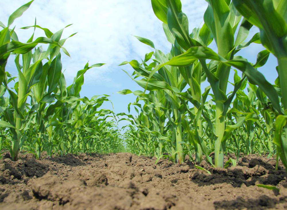 Syrup made from corn is a common food additive.