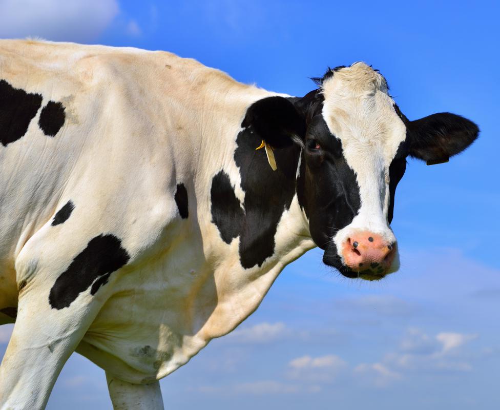 Lancashire cheese is traditionally made from cows native to the Lancashire region of England.