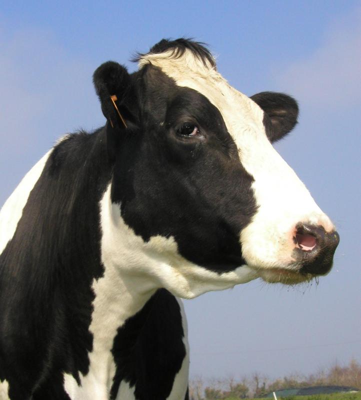 rBST is a synthetic version of a hormone naturally found in cows.