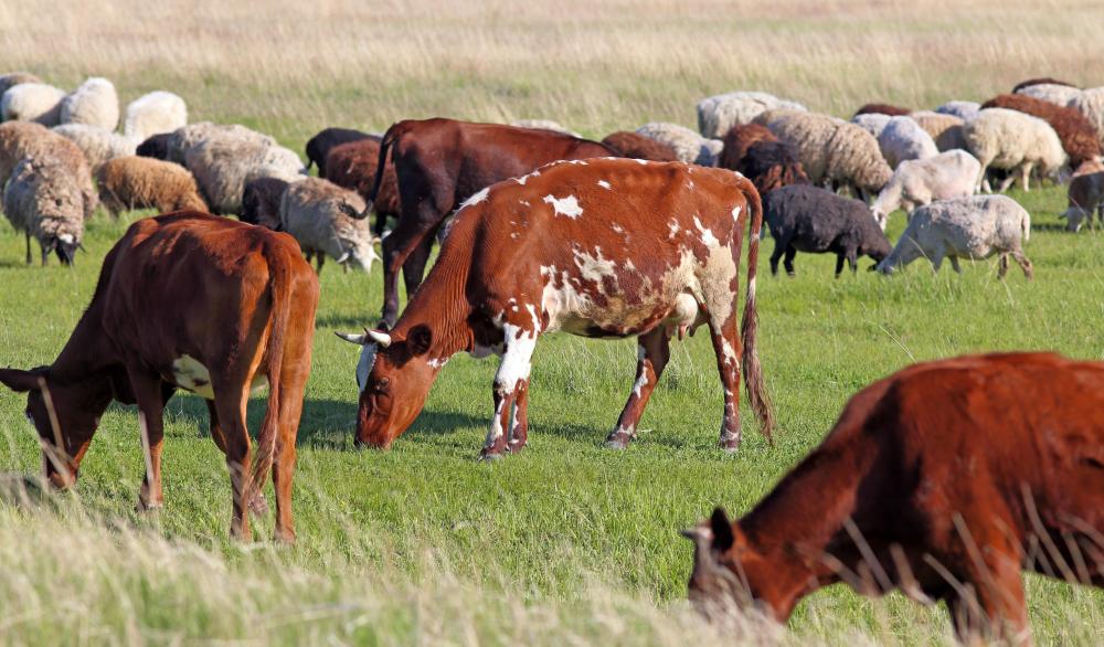 Homogenization allows milk from many different herds to be combined.