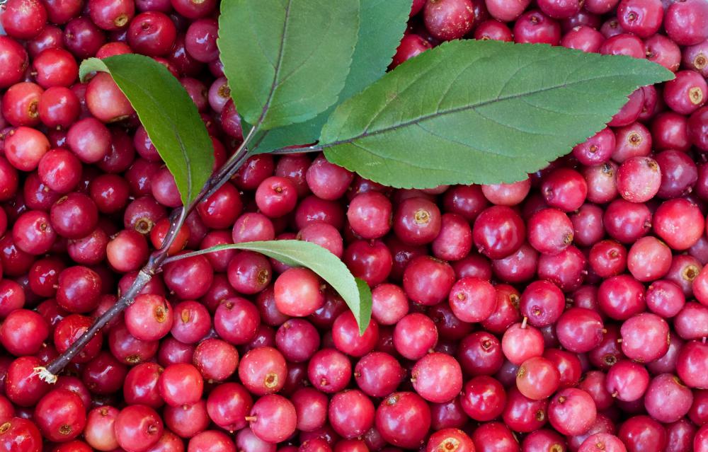 Crabapples are small tart fruits related to apples.