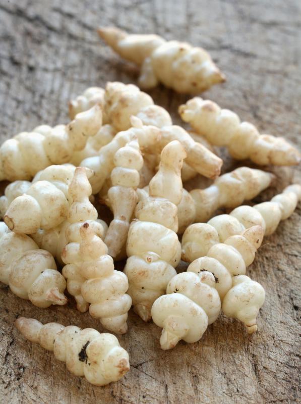 Crosne is a popular tuber eaten in Asia.