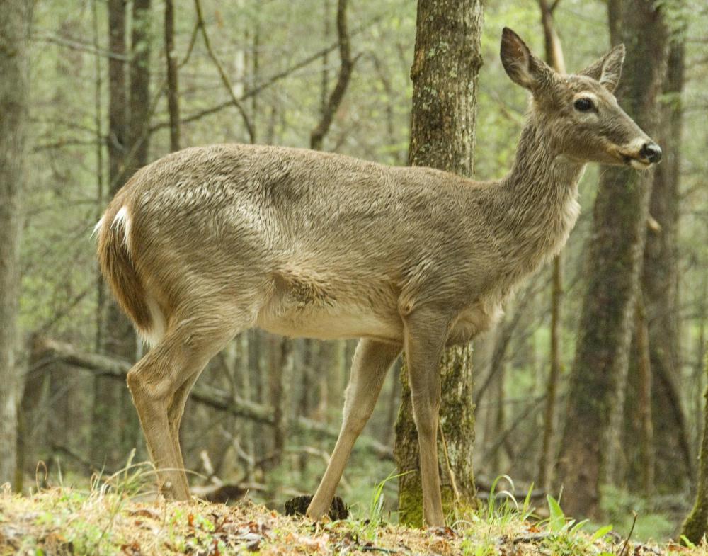 Kosher food may include deer.