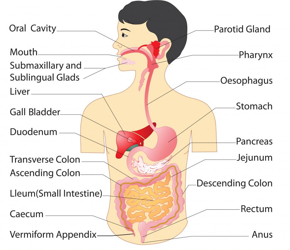 Chewing betel nut can cause cancers of the mouth, pharynx and esophagus.