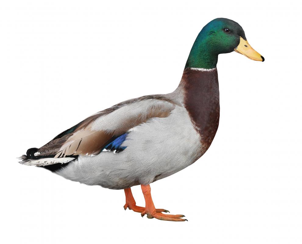 Ducks are considered to be kosher.