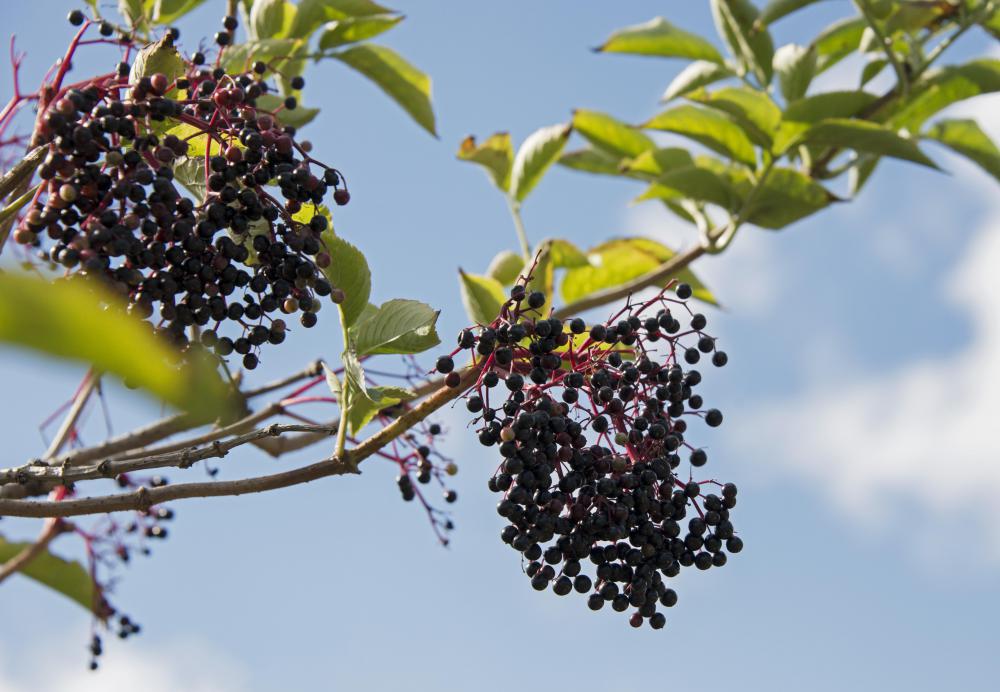 Byrrh may feature elderberry peel.