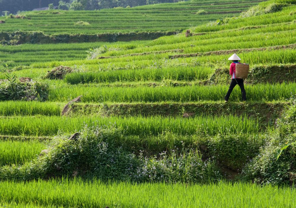 Harvested rice is transported from the paddy to a processing site.