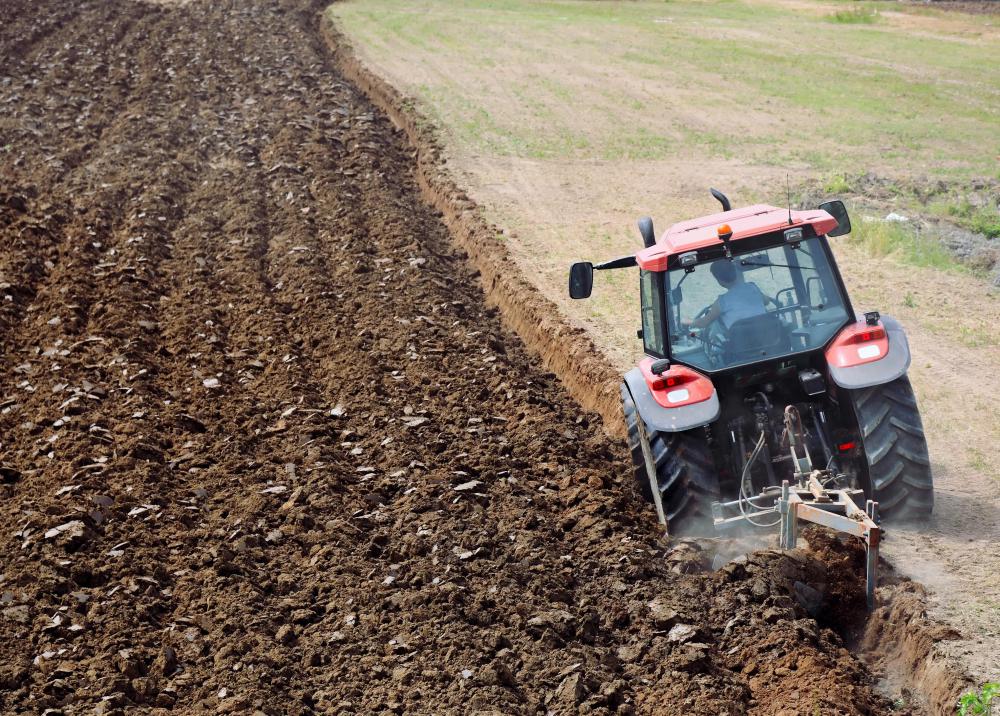 Fava beans are nitrogen fixers, so many farmers plow them back into the soil after growth has peaked.