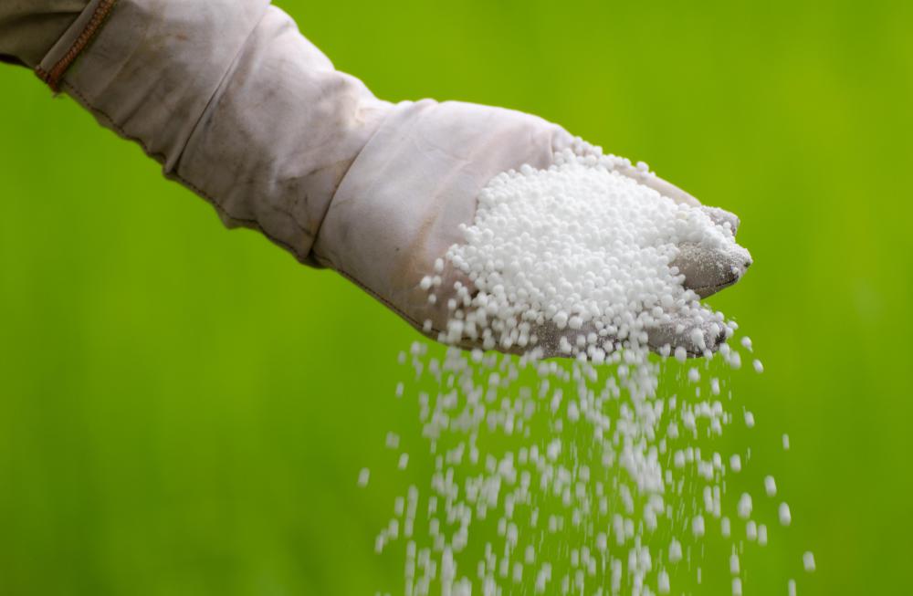 Fertilizer may be applied to a vineyard almost on a daily basis.