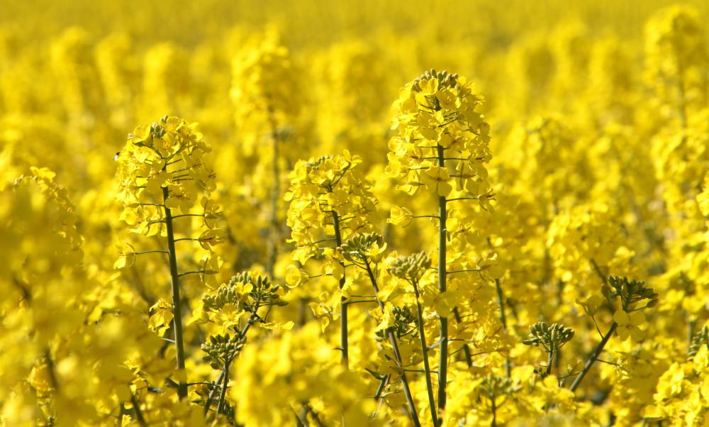 Oil produced from canola contains oleic acid.
