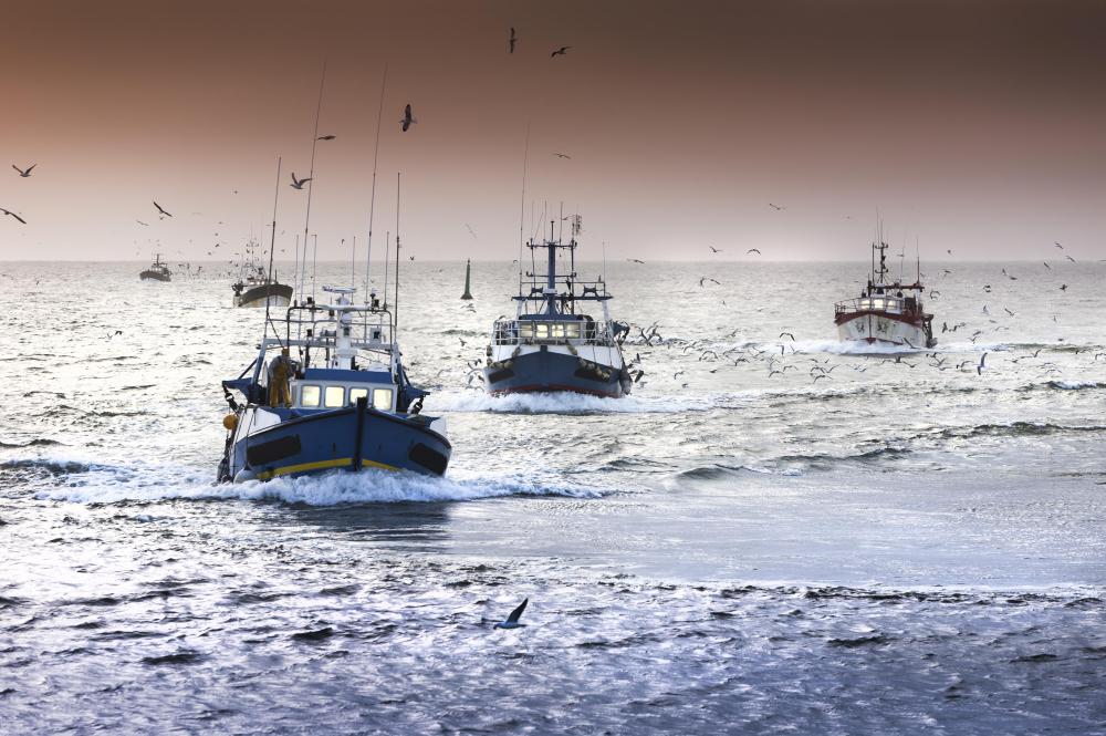 Both types of salmon are fished commercially.