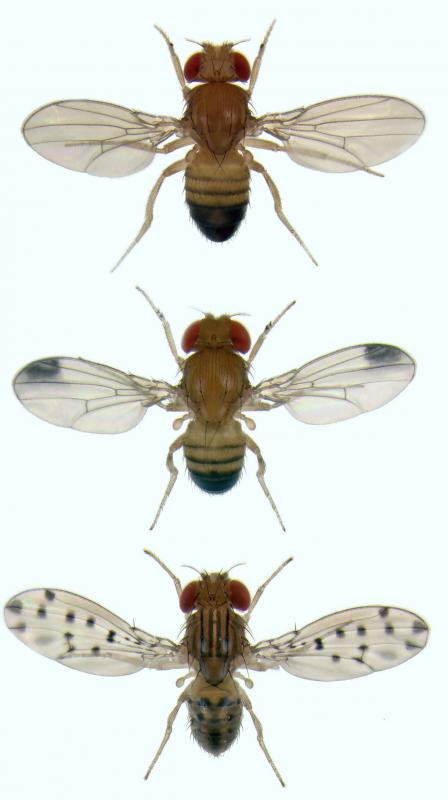 A surinam cherry bush will attract fruit flies.