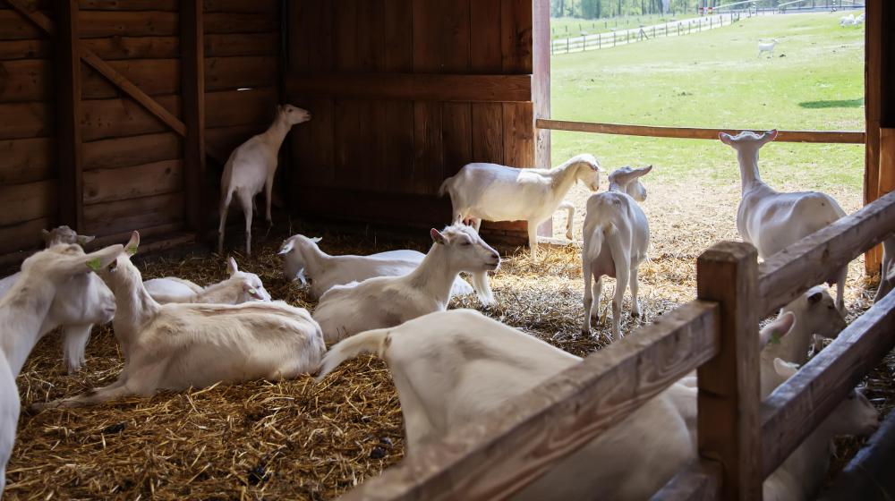 Goat cheese is made from the coagulated milk of goats.