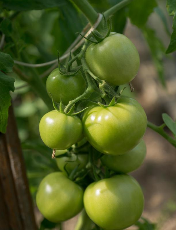 Green chutney is often made with green tomatoes.