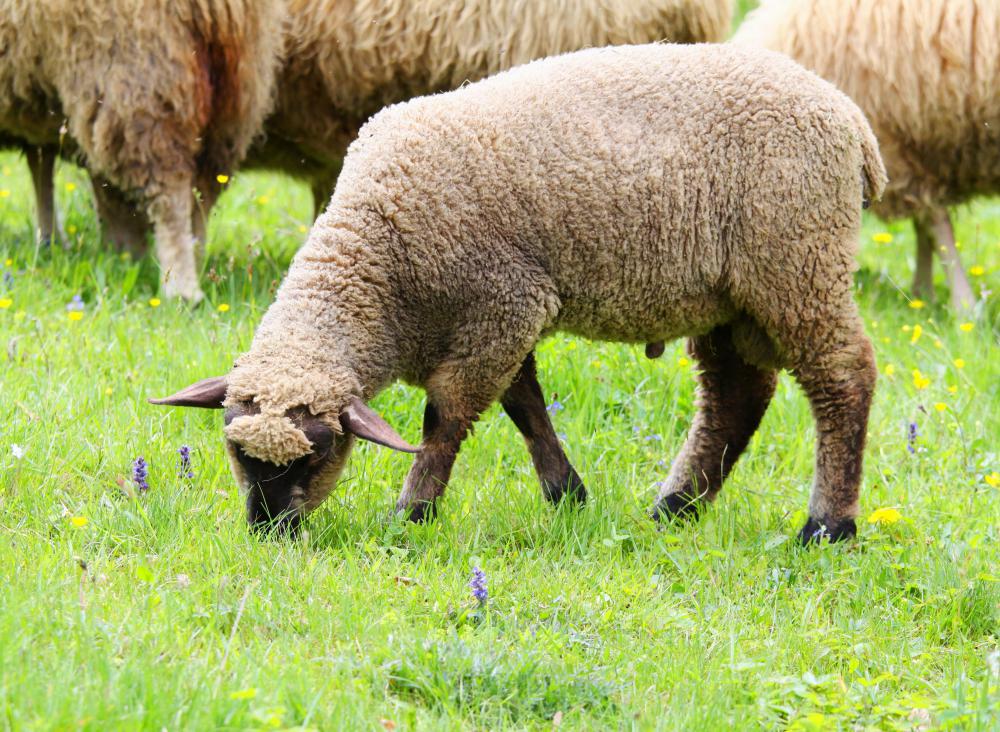 After being used for their milk and wool, sheep can be slaughtered for mutton when old.