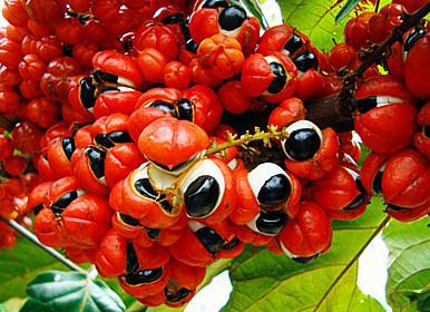 Guarana berries are grown in South America.
