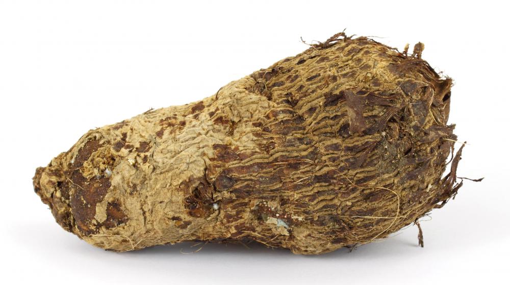 Malanga is hairy tuber closely related to taro root.