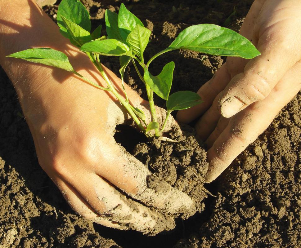 The quality of soil will affect the heat variations of peppers.