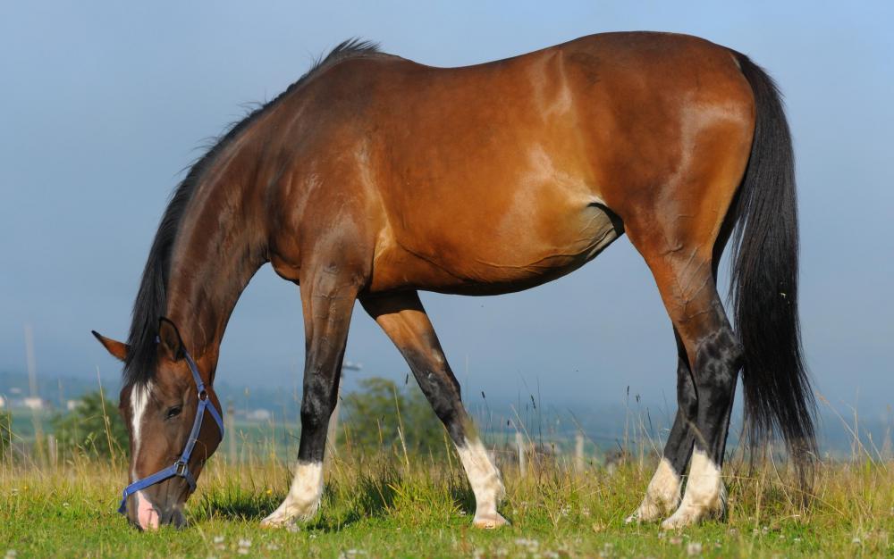 Some varieties of rye grass can be used in pastures.