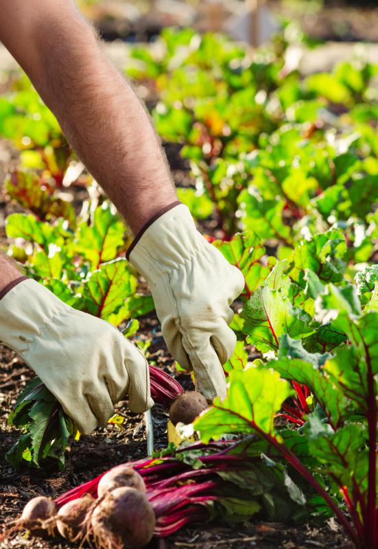 Beets are hardy and can be cultivated in temperate climes.