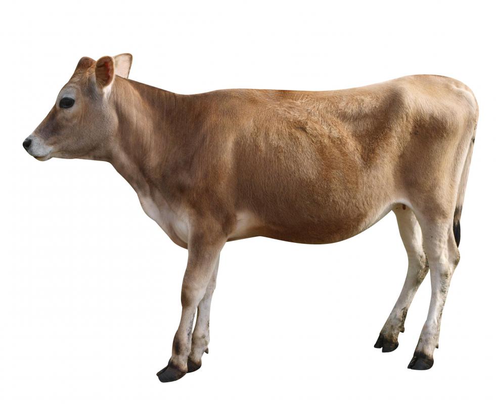 A cut of beef taken from below the diaphragm in cattle is used to create hanger steak.