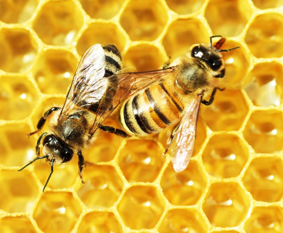 Honey is actually cultivated from bees, which tend to a hive by converting nectar into the honey.