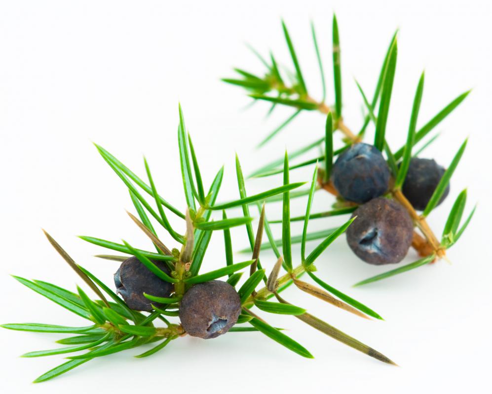 Seeds of the juniper bush are used to flavor gin.