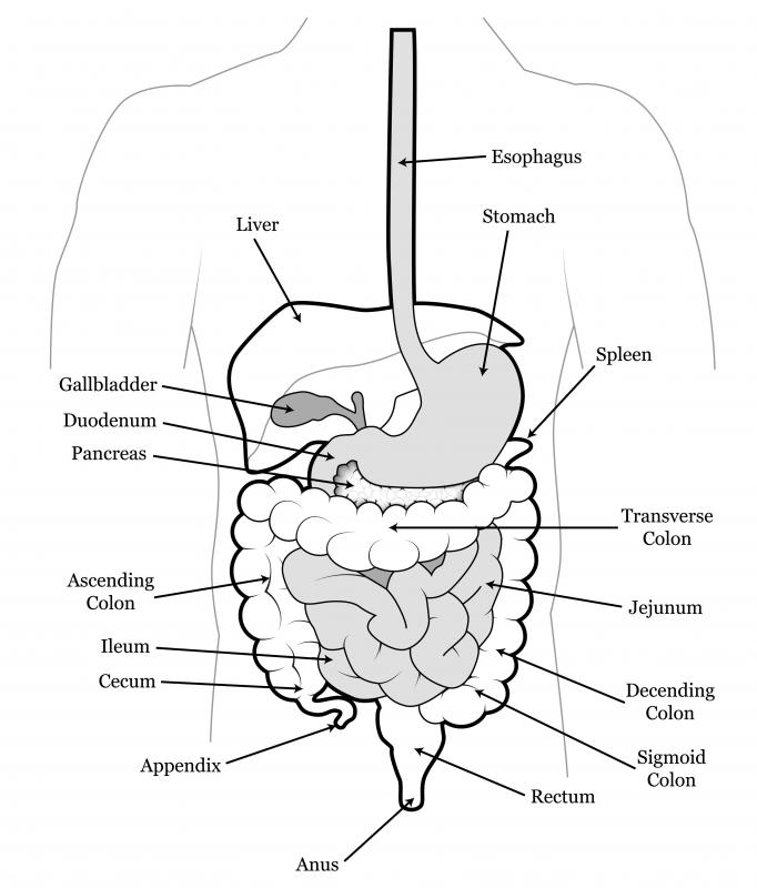Oolong tea can help clear bad bacteria out of your digestive system.