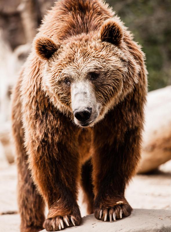 Several bear species are known for eating huckleberries.