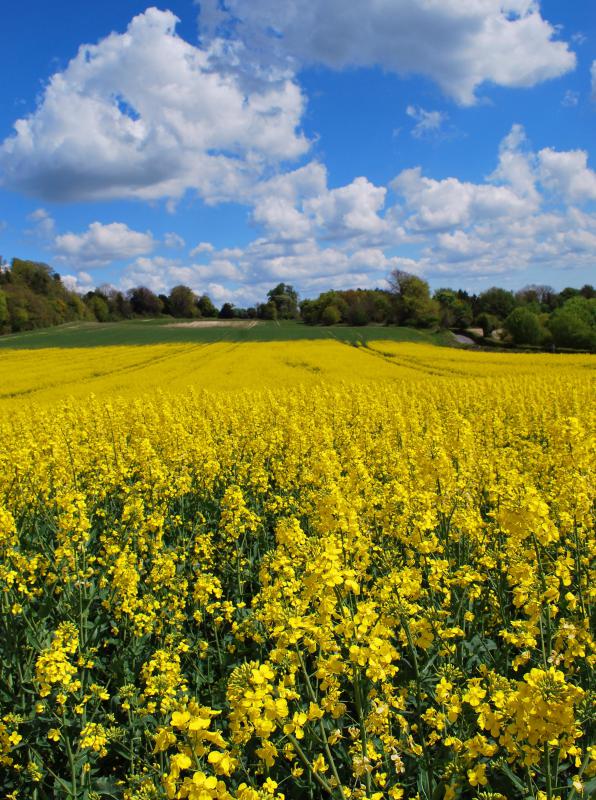 Large field of rapeseed.