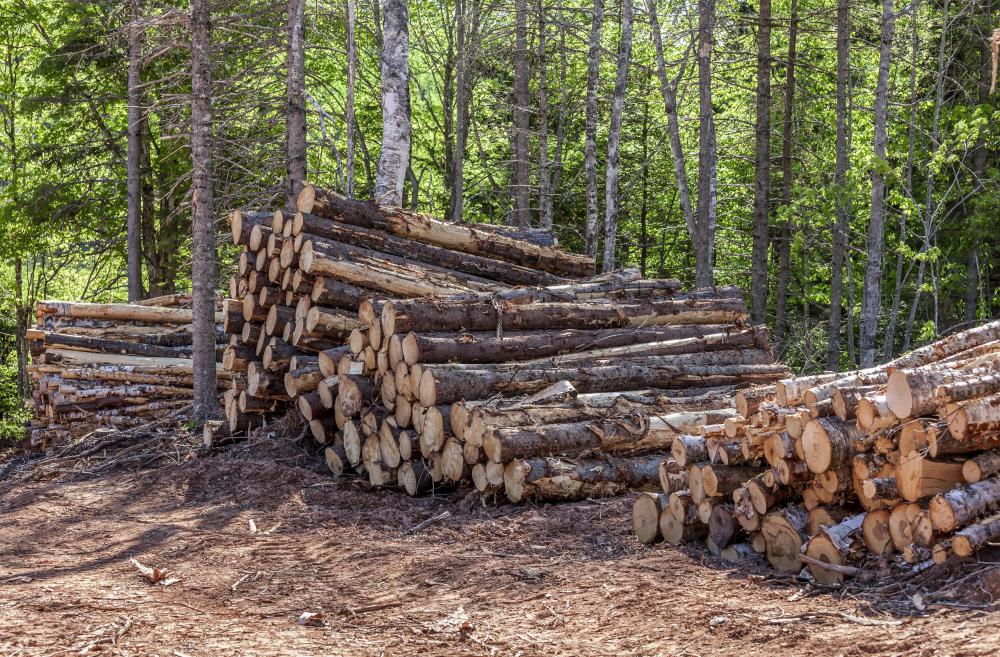 Cultivating currents was banned in the US until 2003 due to a threat to the timber industry.