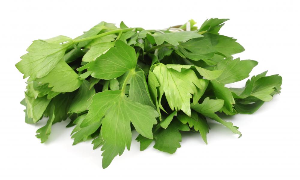 Lovage, like parsley, is part of the Apiaceae family.